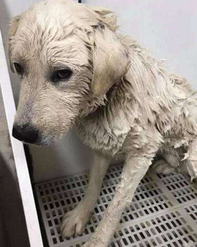 Dog saved from rocky cliff in Idaho