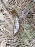 New Native Trout Challenge Kicks Off in 12 Western States