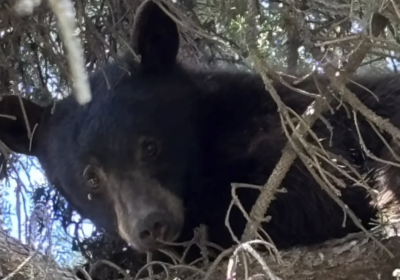 Bear