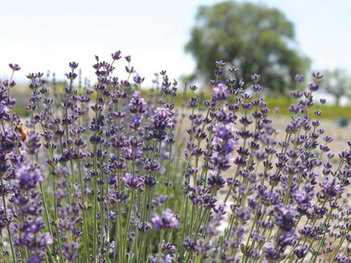 East Idaho Farm Specializes In Lavender Plants Members Idahostatejournal Com