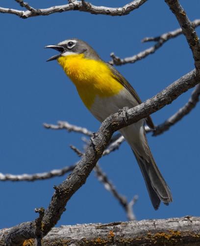 Yellow-breasted chat by Terry Rich.jpg