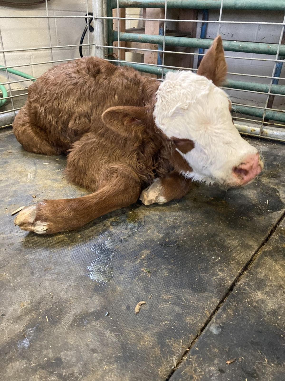 BEAUTY BEST AVOIDED Idaho ranchers experience bad year for pretty