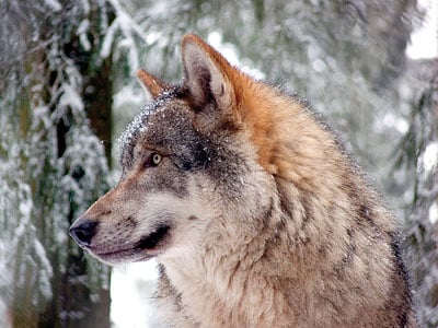 Grey wolf