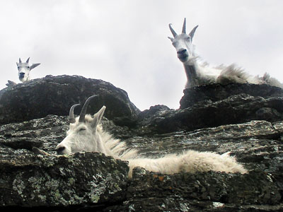 GLACIER NATIONAL PARK GOATS