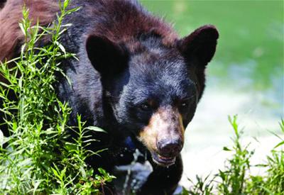 Black Bear