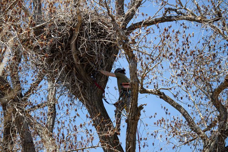 Eaglet rescue