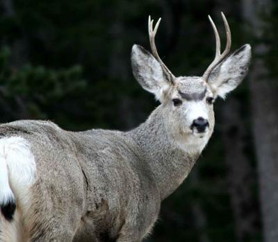 Mule deer