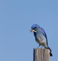Male mountain bluebird with insect