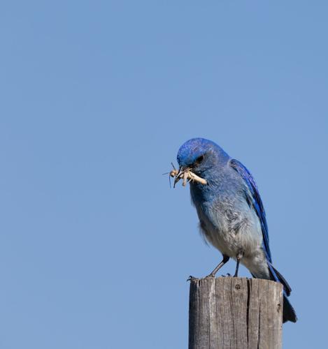 Male mountain bluebird with insect