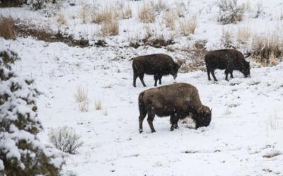 Yellowstone National Park, Bison File
