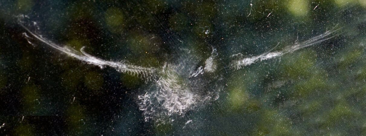 window imprint from bird collision