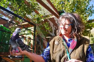 Montana woman rescues wounded pigeons shot by railroad sniper