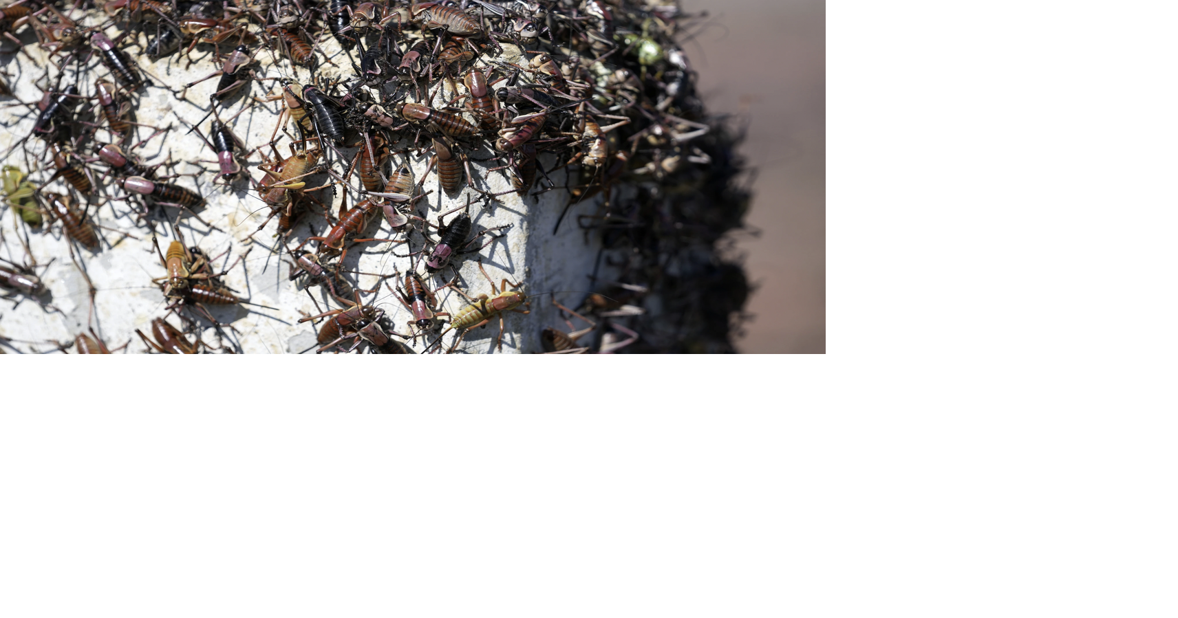 MORMON CRICKETS ON THE MARCH: They're hatching early, they're hungry ...