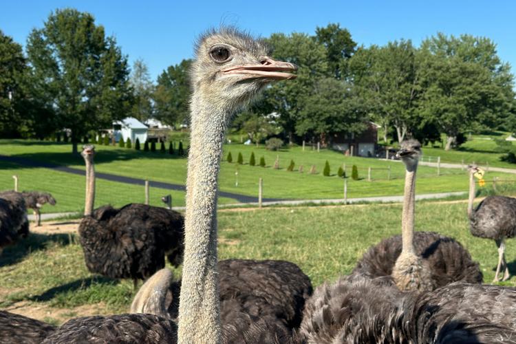 Alpha-Gal-Ostrich Meat
