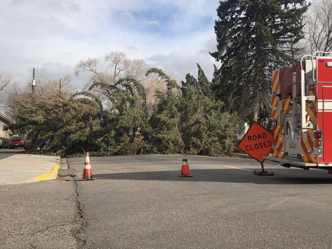 fallen tree, Center Street