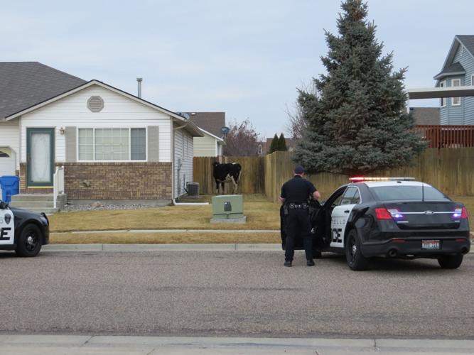 Cow cornered