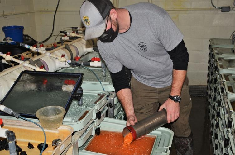 Regional fisheries biologist Nathan Tillotson filling incubation trays at Hayspur Fish Hatchery_2495.jfif