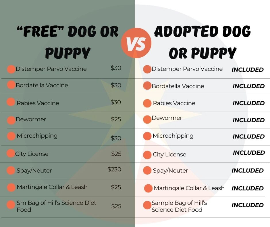 Pocatello Animal Services adoption fees to increase Thursday | Psa