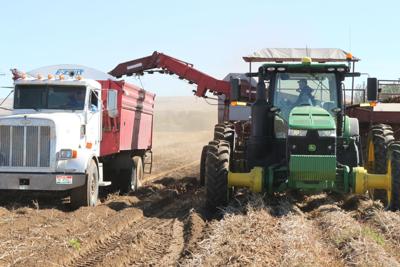 ag value