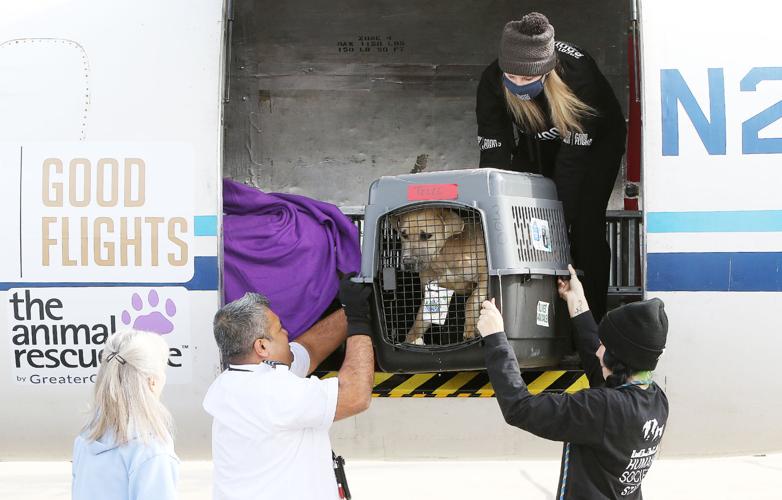 Shelter Dog Airlift