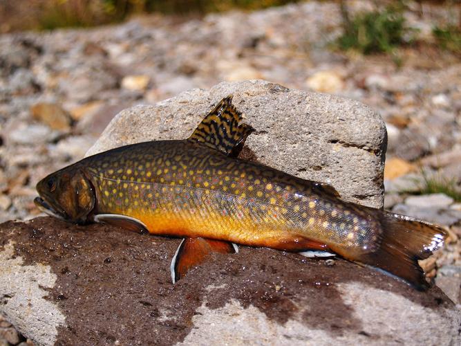 brook trout