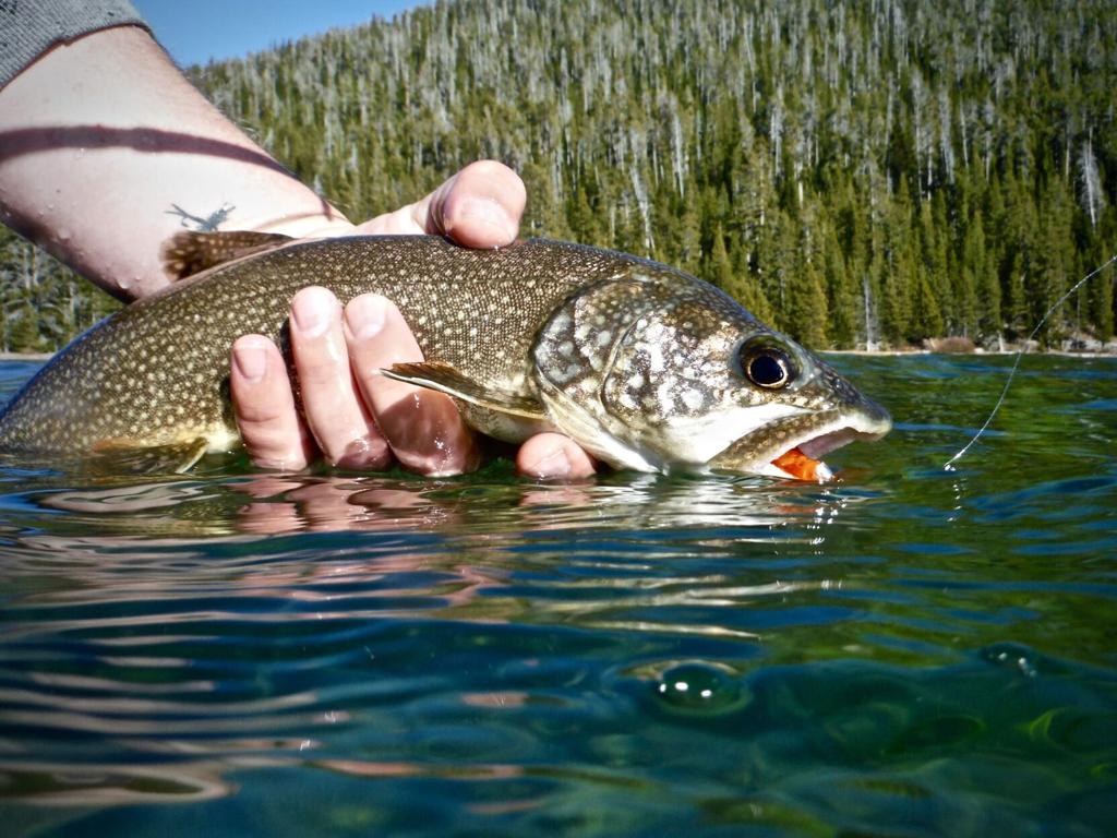 Lake Trout Could Eat Their Way Back To Prominence In Great Lakes
