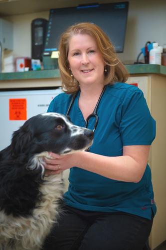 VENERABLE VET: Local veterinarian named president-elect of American  Veterinary Medical Association | Local 