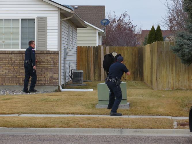 Police shoot cow