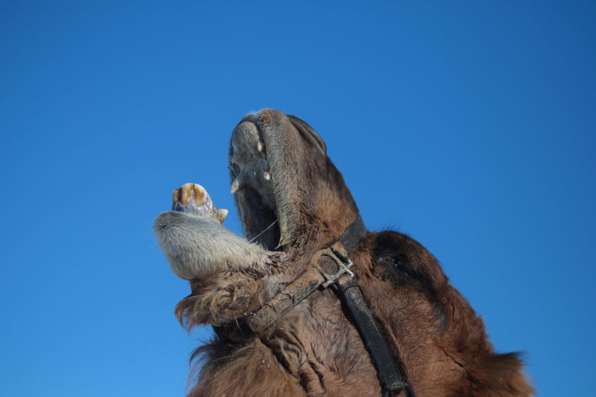 Photo Gallery: Everyday is hump day when you're a camel ...