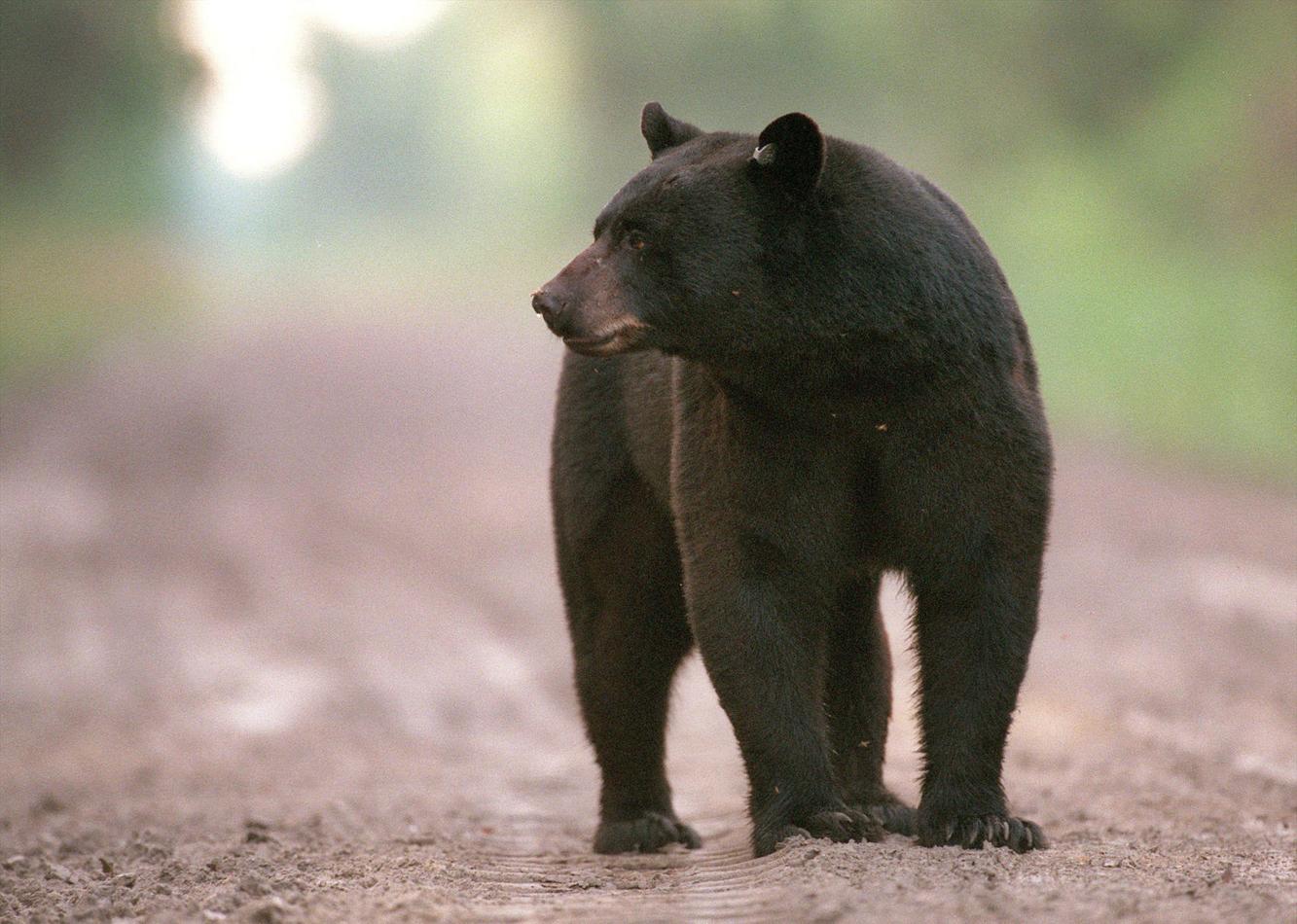 Black bear likes strolling through Boise residential area | Local