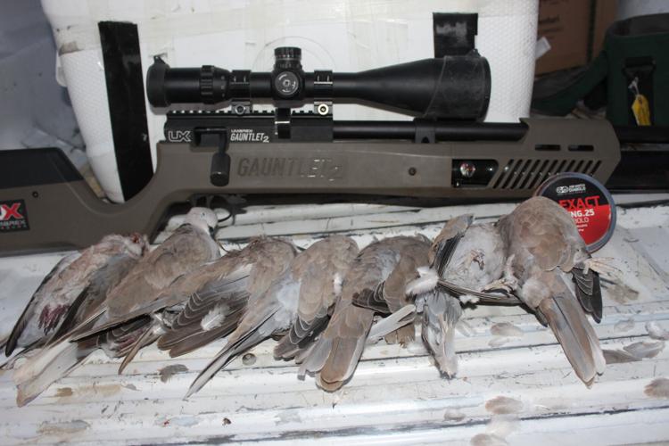 Dove hunting