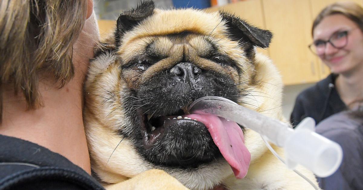 Explosion Pug Deadly house explosion left dozens of pugs homeless | Freeaccess ...