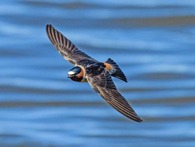Cliff swallow