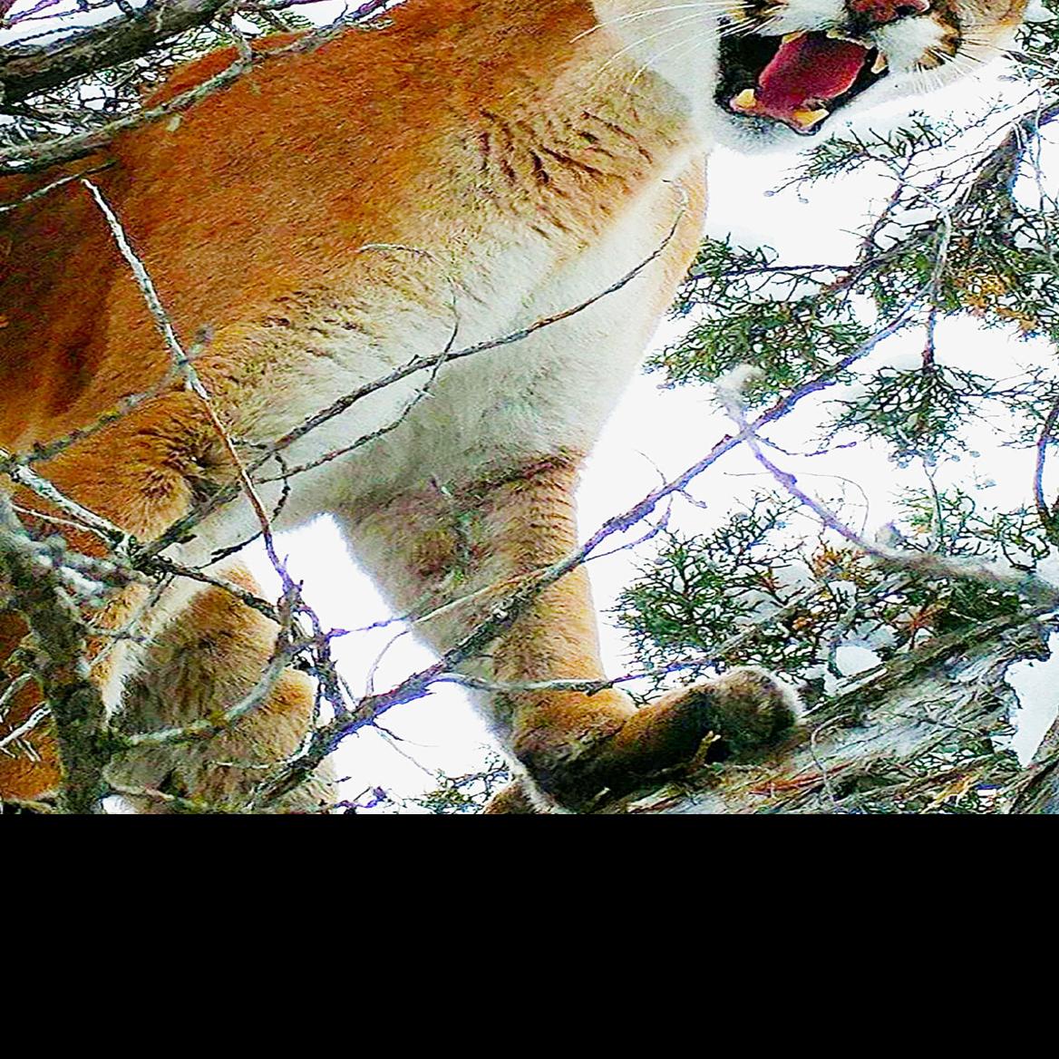 2022 Mountain Lion Harvest Map