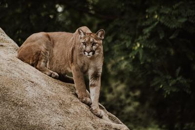 Mountain Lion Take Season Closed In Southeast Idaho Xtreme Idaho Idahostatejournal Com