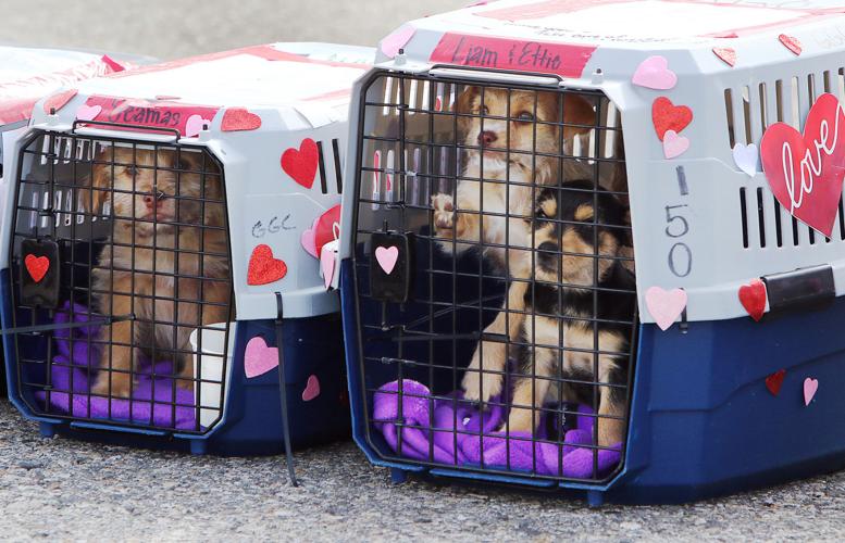 Shelter Dog Airlift