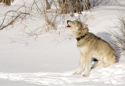 GRAY WOLF