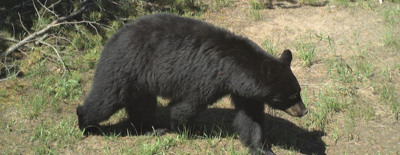 Black bear stock image file photo
