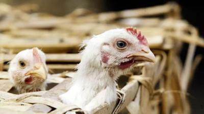 Avian bird flu chickens