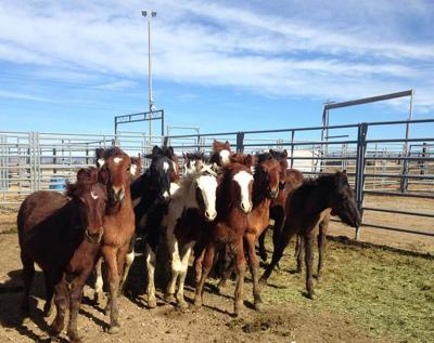 wild horses boise
