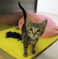 Pocatello Animal Shelter is at full capacity; part of heartbreaking national trend
