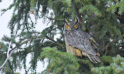 Great horned owl