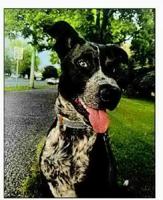 Local dogs and cats in need of forever homes