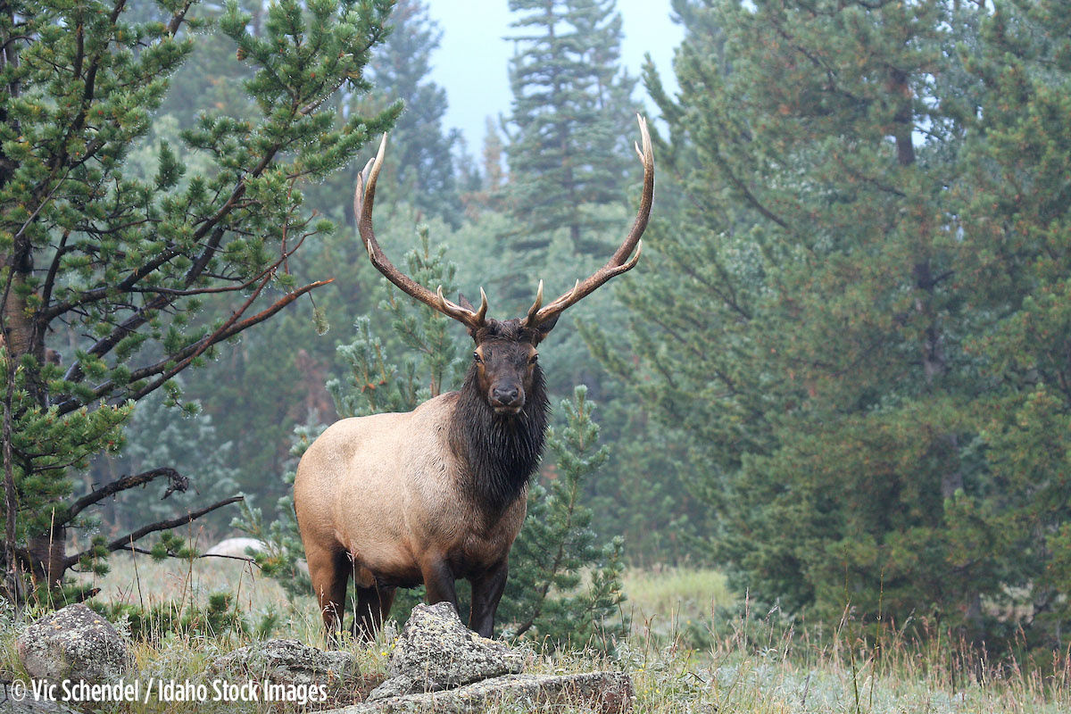 Idaho Elk Hunting: What You Should Know | Xtreme Idaho ...