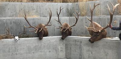 southeast idaho man sentenced in trophy elk poaching case xtreme