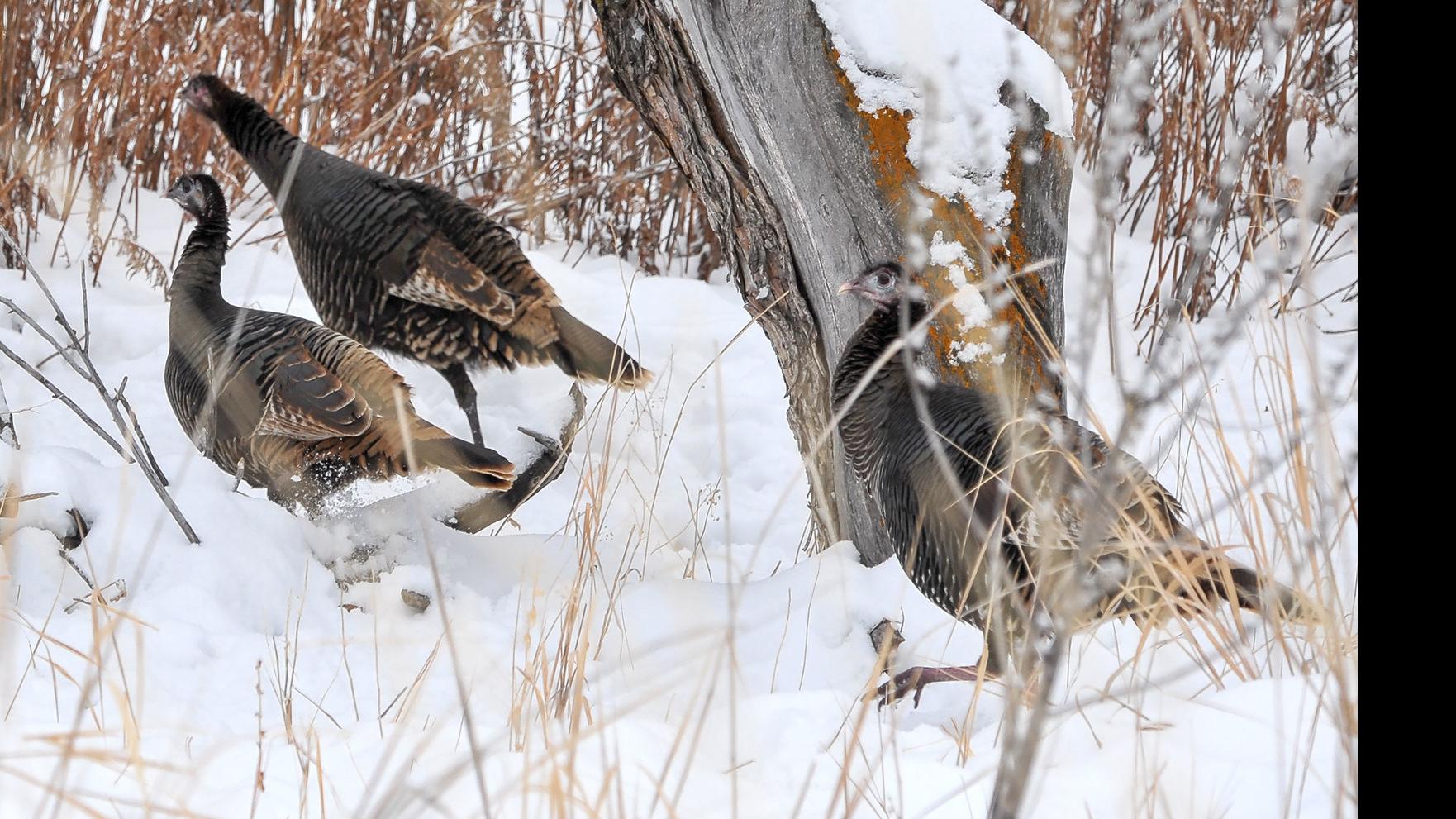 Turkey Invades Family S Home In Latest Case Of Birds Causing