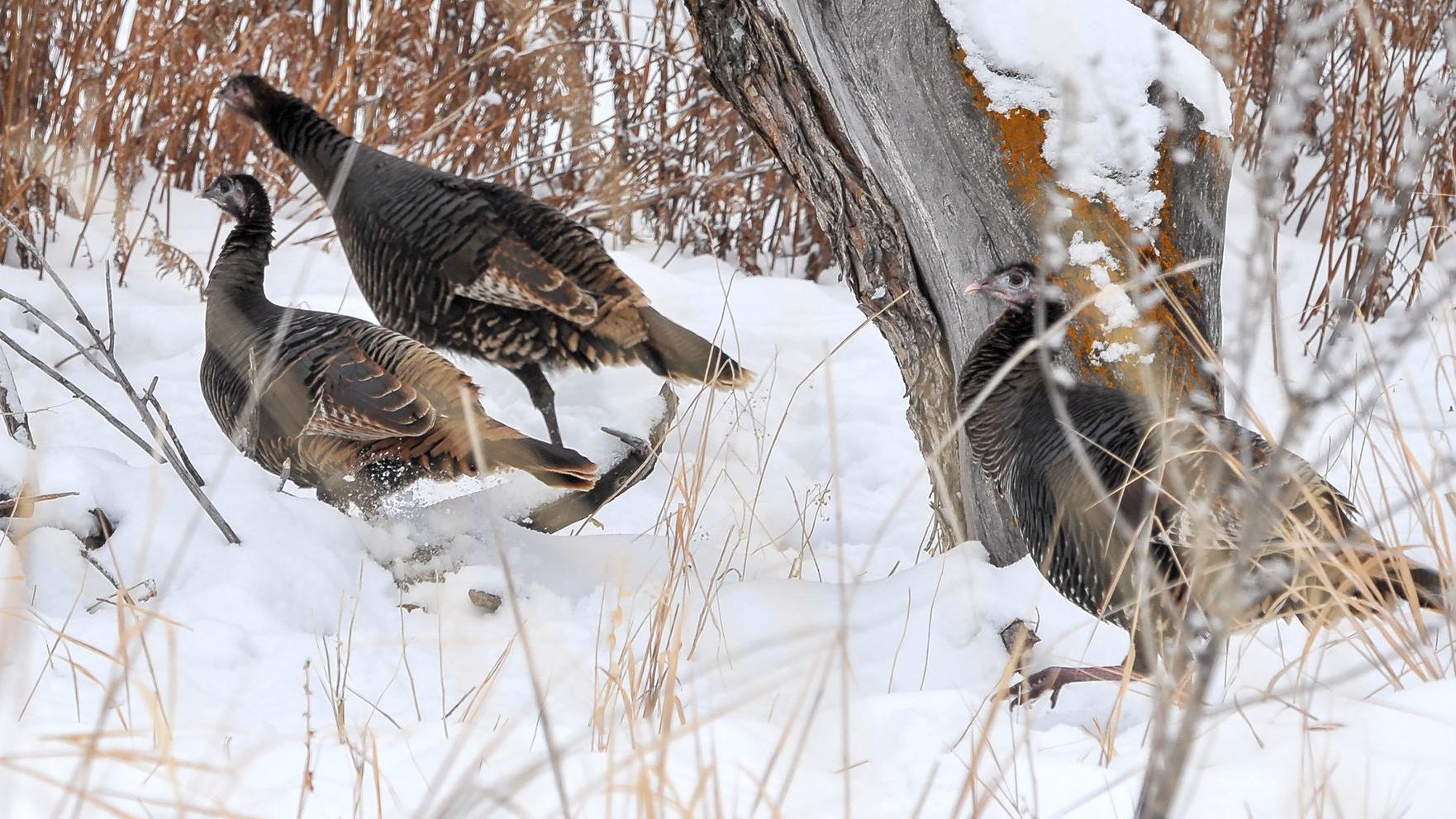 Turkey Invades Family S Home In Latest Case Of Birds Causing