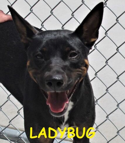 Half-price dog and puppy adoptions at the Pocatello Animal Shelter now through April 8