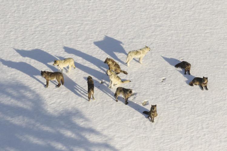 Horizontal Yellowstone Wolves Killed