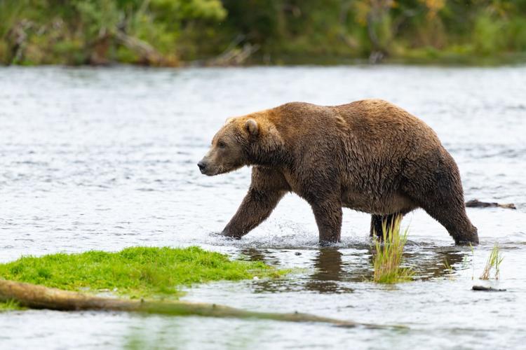 Alaska Fat Bear Week